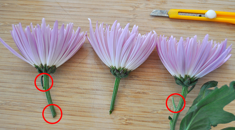 3 How to - How to make flower arrangement. Inserting a circle shape.