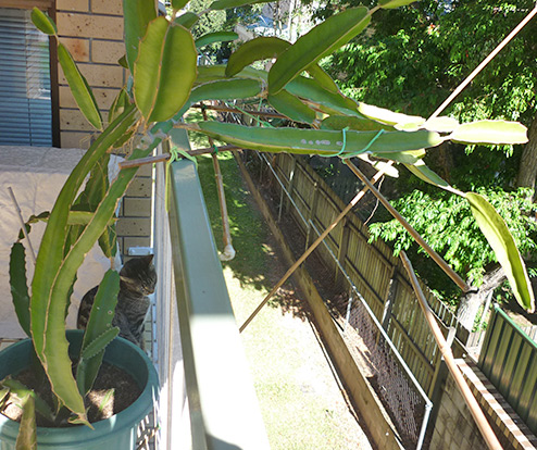3 How to, Bamboo platform on balcony for plants. Move the plant and tie it well with the platform.
