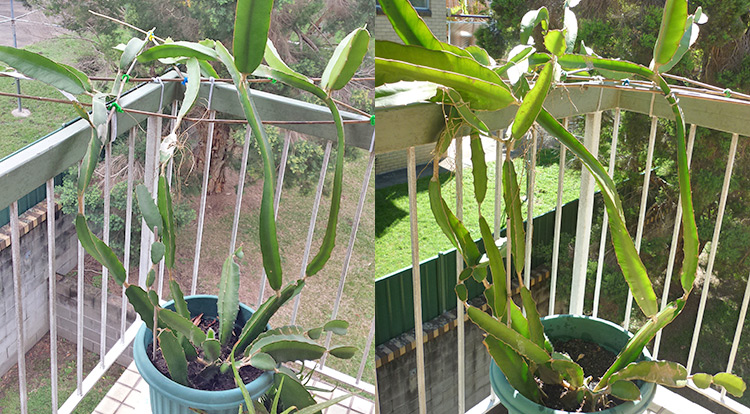 3 How to, Balcony plants: Dragon fruit. 