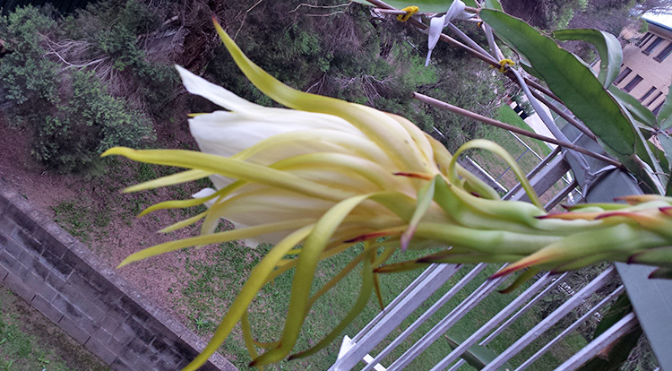 3 How to, Balcony plants: Dragon fruit. flower.