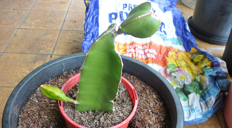 3 How to, Balcony plants: Dragon fruit. You will need.