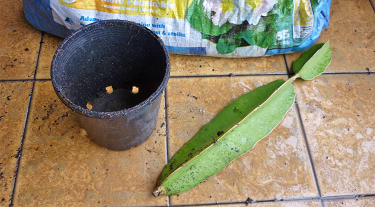 3 How to, Balcony plants: dragon fruit cutting. You will need.