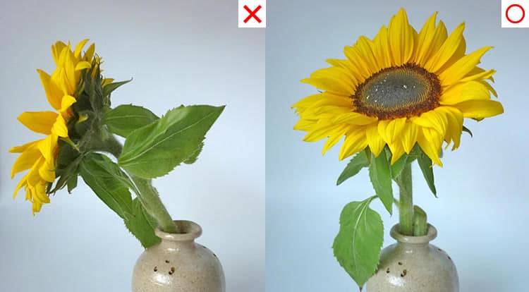 3 How to, How to arrange one flower in a vase with stem. On Sunflower in a narrow neck vase.