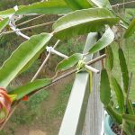 grow-edible-plants-on-balcony-dragon-fruit