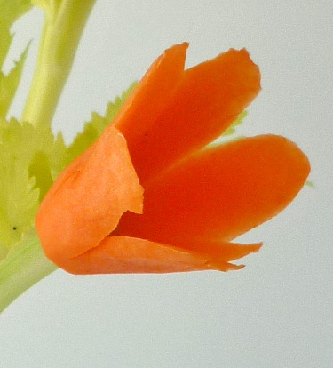 3 How to, Carrot flower, tips