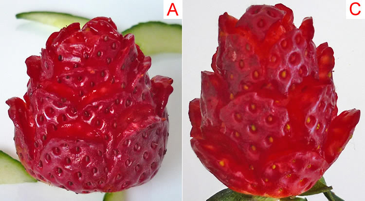 Strawberry rose, How to trim a petal step 2
