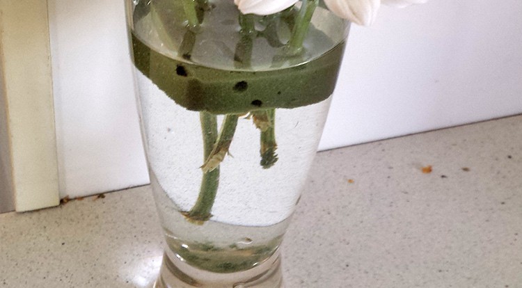 What you should do with a bunch of flowers: 4. Change the water if it turns cloudy
